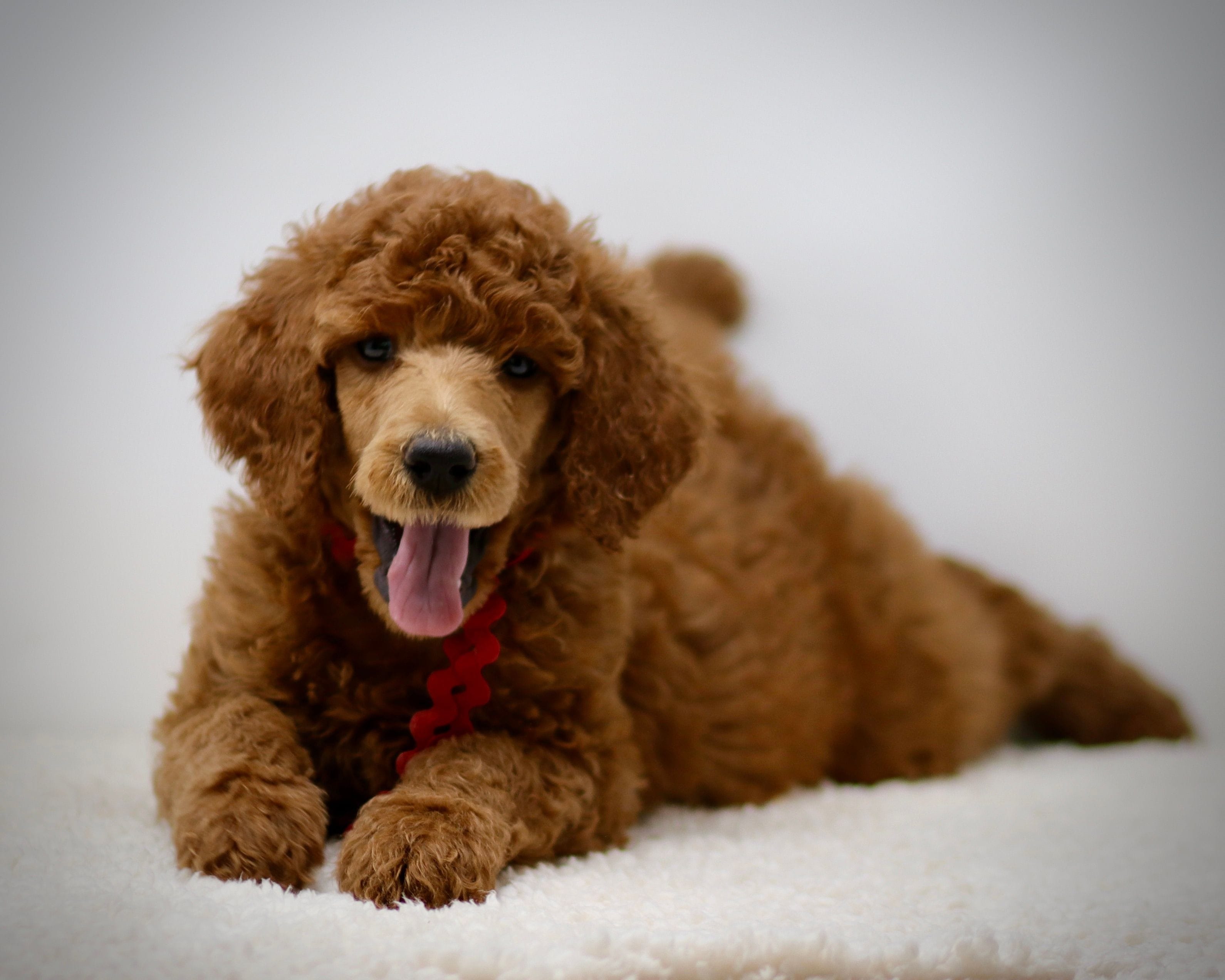 Red Standard Poodle Puppy